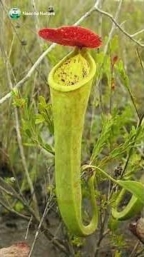 Some of the Rarest Plants In The World