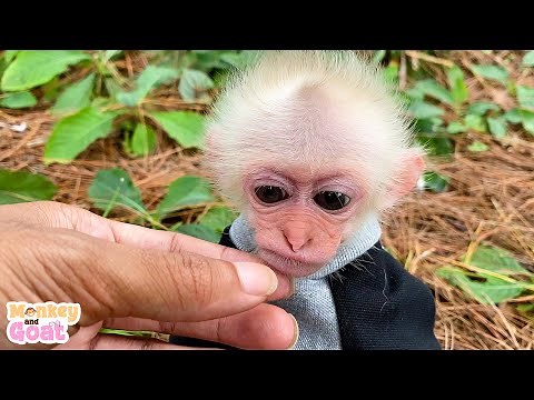 Baby monkey loves to be hugged