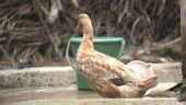 Indian Runner ducks are upright, flightless, fast runners, excellent...