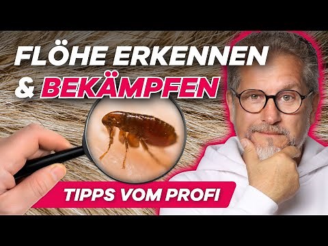 Flöhe erkennen & bekämpfen - Bekämpfungstipps vom Profi 👌