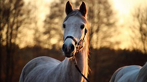 Equine Care: Over-the-Counter Meds You Can Give A Horse