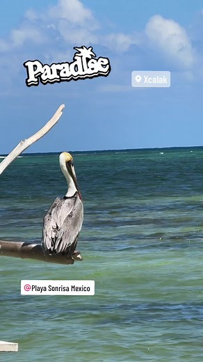 Enjoy bird watching at Playa Sonrisa Mexico #clothingoptionalresort #clothingoptionalbeach #caribbeansea #playasonrisamexico #xcalak