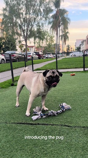 Pico the Pug on TikTok
