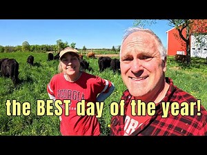Letting the Cattle Out Onto Spring Pasture