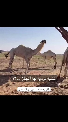 الشعب الصيني ماله حل؟ تشبه فرديه لها انجازات؟