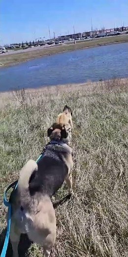 German Shepherd Howling at Ambulance Siren. ##doglover #germanshepherd