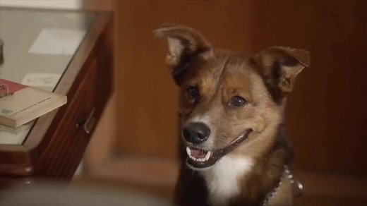 This touching organ donation advert 'The man and the dog' will leave you in tears. | The Telegraph