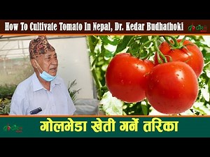 गोलभेडा खेती गर्ने तरिका || Tomato Farming in Nepal, Dr. Kedar Budhathoki || Agro Tv Nepal