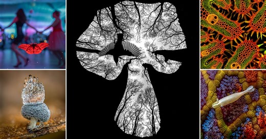 The Best Photos From the 2023 Close-Up Photographer of the Year Contest