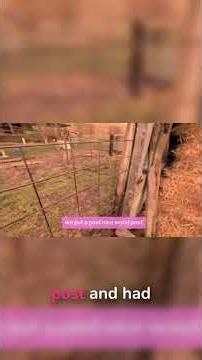 Full Tour of Our DIY Chicken Pen Makeover