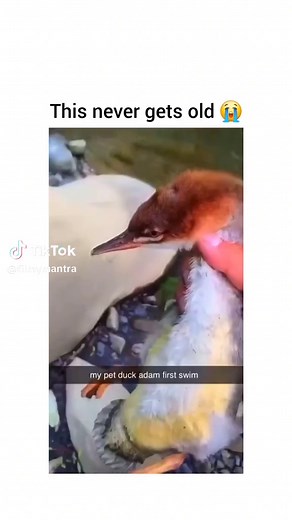 Adam the Duck's First Swim Adventure
