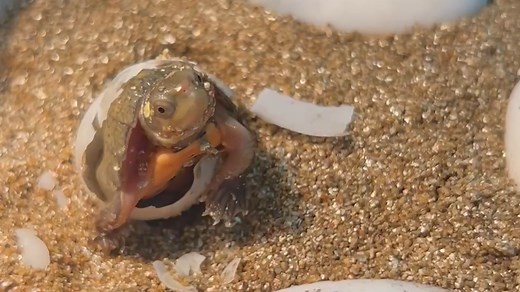 It’s been a busy spring and summer at Zoo Knoxville! 🐢 Last week, our herpetology team captured the amazing moment a critically endangered four-eyed turtle hatched! These tiny turtles are an important part of global conservation efforts—and this little one is already making a splash. | Zoo Knoxville