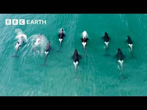 Fascinating Orca Moments | BBC Earth