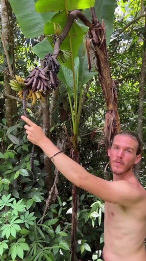 Wild Bananas 🔍 #health #drsebi #drsebiapproved #woketok #healthyliving #nutrition #food #selfcare #alkaline #vegan #facts #seamoss #didyouknow #alkalinevegan #herb #naturalmedicine #fyp #foryou #foryoupage #detox #didyouknow #alkalinediet #alkalinefood #alkalineliving #alkalineelectric #alkalineveganrecipes #healthiswealth #homeremedies #naturalremedies #healthbenefits #healthtips #drsebidiet #healthfacts #bodyfacts #foodfacts