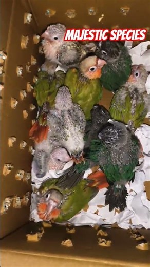 Baby Parrot Hatching & First Moments | Majestic Species