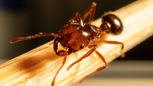 Fire ants are on the march. Here’s what happens when they sting