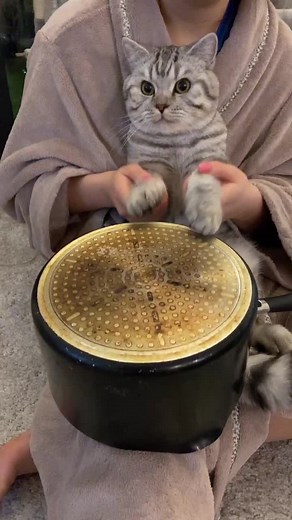 Cat Drummer Strikes Again | Funny Cat Playing Drums Compilation