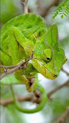 Niveau de camouflage: Caméléon 🦎 #VieSauvage #Reptile