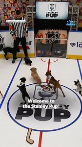 1.7M views · 17K reactions | The NHL is hosting the first-ever "Stanley Pup" competition, where rescue dogs will show off their skills to viewers on ESPN+ and NHL Network on Friday, June 7 at 8 pm, with hopes of finding their forever home ❤️ | Good Morning America | Facebook