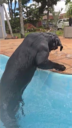 Acho que ele caiu 🫠🫠