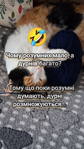 Чому розумних мало? Кішка знає відповідь 😼