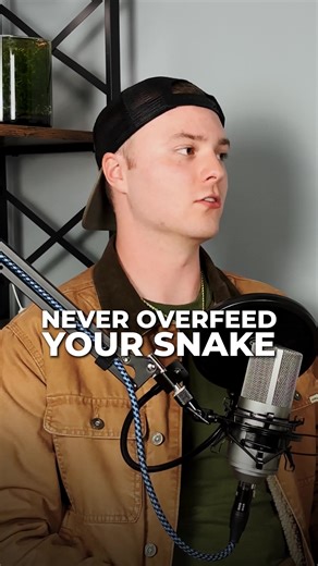 The most important thing to get right when owning a reptile | Mice Direct