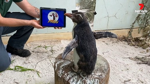 'Pierre' the rare Northern Rockhopper penguin has become iPad-savvy during a stint of rehabilitation at Perth Zoo. He is experiencing feather moulting problems and is currently not waterproof so cannot be released to the wild. He enjoys watching rockhopper penguin documentaries, livestreams of rockhopper penguins from international zoos and 'Pingu'. www.7NEWS.com.au #7NEWS | 7NEWS Adelaide