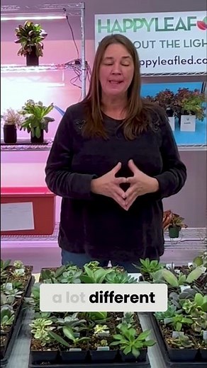 Succulent Color Secrets: Grow Vibrant Plants With Grow Lights #succulents #growlights