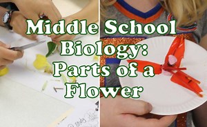 Parts of a Flower Lesson Plan