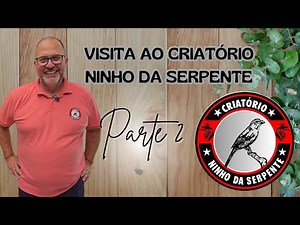 Como ter sucesso na criação? Criatório Ninho da Serpente ensina.