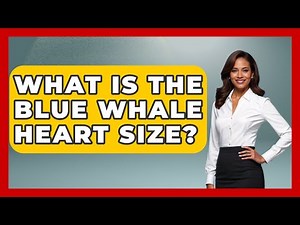 What Is The Blue Whale Heart Size? - The Wild Life Explorer
