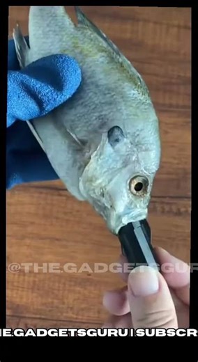 Robotic Bait Mimics Real Fish! 🦾