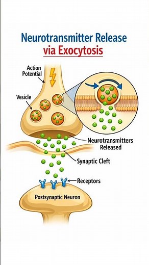 Neurotransmitters Released by Exocytosis | Synaptic Transmission Explained 🧠⚡ #NEET #Biology
