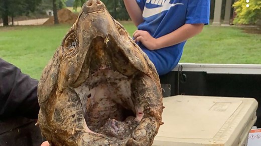 Rare, giant find: Mississippi man catches 70-pound alligator snapping turtle