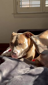 Lucy loves having furry foster siblings in her foster home. To apply - https://www.mopitbullrescue.org/charlie-brown-litter | Missouri Pit Bull Rescue