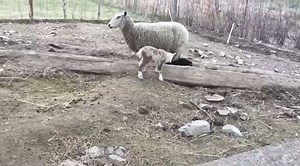 Spring has sprung! We have 4 little lambs with more on the way. Choosing a breed and breeder that produces easy birthing ewes and good mothering instincts is so important for success. | Homesteading Family