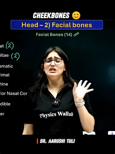 Understanding the Zygomatic Bone Structure