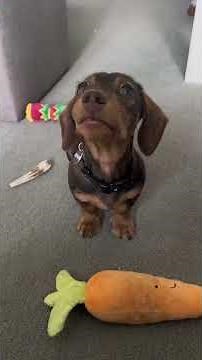 😍 Super Cute Puppy Moments | The Most Adorable Little Dogs Collection