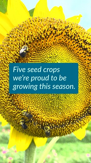Five seed crops we're proud to be growing this season! Field report from our certified organic seed production farm, Four Fold Farm. #organicseeds #seeds #seedfarming #organicfarming | Hudson Valley Seed Co.