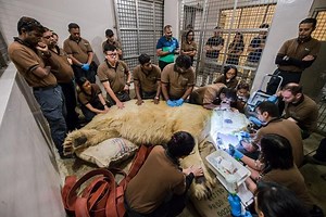Inuka died surrounded by his keepers: Singapore Zoo releases photos of polar bear's last moments