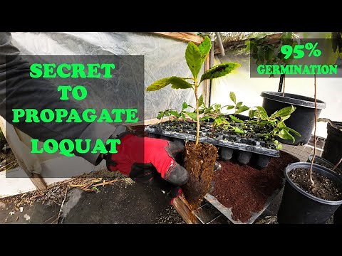 Grow Loquats From Seed | EVERYTHING You Need To Know