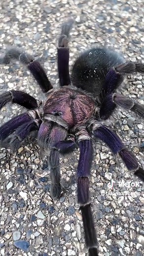 Meet the Stunning Dominican Purple Bird Eater Tarantula