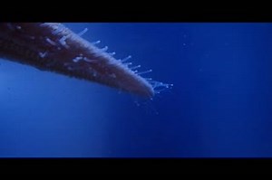 How does a #starfish walk? Slowly... with its tube feet! These little...