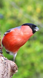 Breathtaking Bullfinch: A Pop of Color in Nature’s Canvas 🐦 #Bullfinch #birding The Bullfinch, with its vibrant plumage, is a delight to behold. Found across woodlands and gardens, it adds color to any landscape. With its distinctive call and playful demeanor, it captivates birdwatchers worldwide. #Bullfinch #BirdWatching #birdwatching #bird #birds #natgeoyourshot #bbcearth #birdsonplanet #instabird #birds_adored #wildlife #nature #dailybirdshow #birdscapture #best_birds_of_world #bird_extreme 