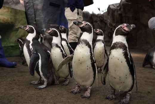 Myth buster: Not all penguins are snow penguins! ❄️ 🐧 Some penguin species might thrive in frosty climates, but others actually prefer warmer weather. 😎 Species like our resident Humboldt colony — native to the sunny coasts of Peru — don’t really vibe with sub-freezing temperatures. During cold snaps, these birds transition to a private, indoor habitat acclimated to their preferred temps. But don’t worry! Zoo staff keep our feathered friends enriched and entertained behind the scenes. 🙂 | Sai