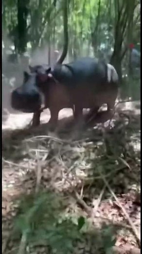 Tiger vs Giant Hippo: Real Jungle Attack Caught on Phone😱😱