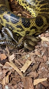 741K views · 4.9K reactions | Yellow Anaconda’s are so cool, I mean look at that pattern! We just happened to be coming into work at the right time to see everything happen!! Live Birth is so wild!! We were so lucky to be able to retrieve all of these babies after their mama brought them into this world! Yellow anacondas are not know for being nice, so it is always a gamble moving them around! Those babies are feisty  | The Reptile Zoo | Facebook