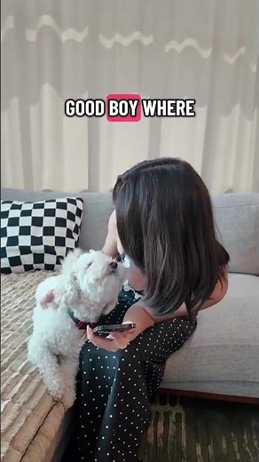 Dog translator & petgpt helps to smoothly talk with your pup!