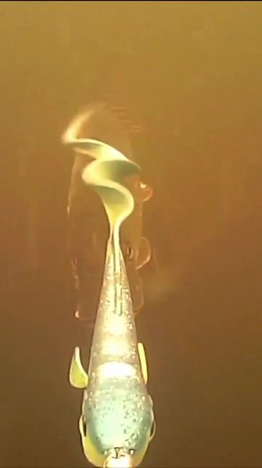 Anders Bylov on TikTok