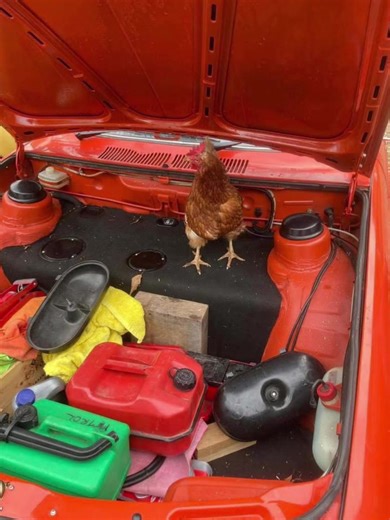 #volkswagen #volkswagens #vw #beetlejuice